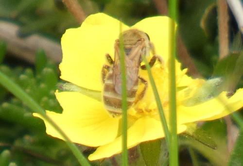 Seladonia sp.